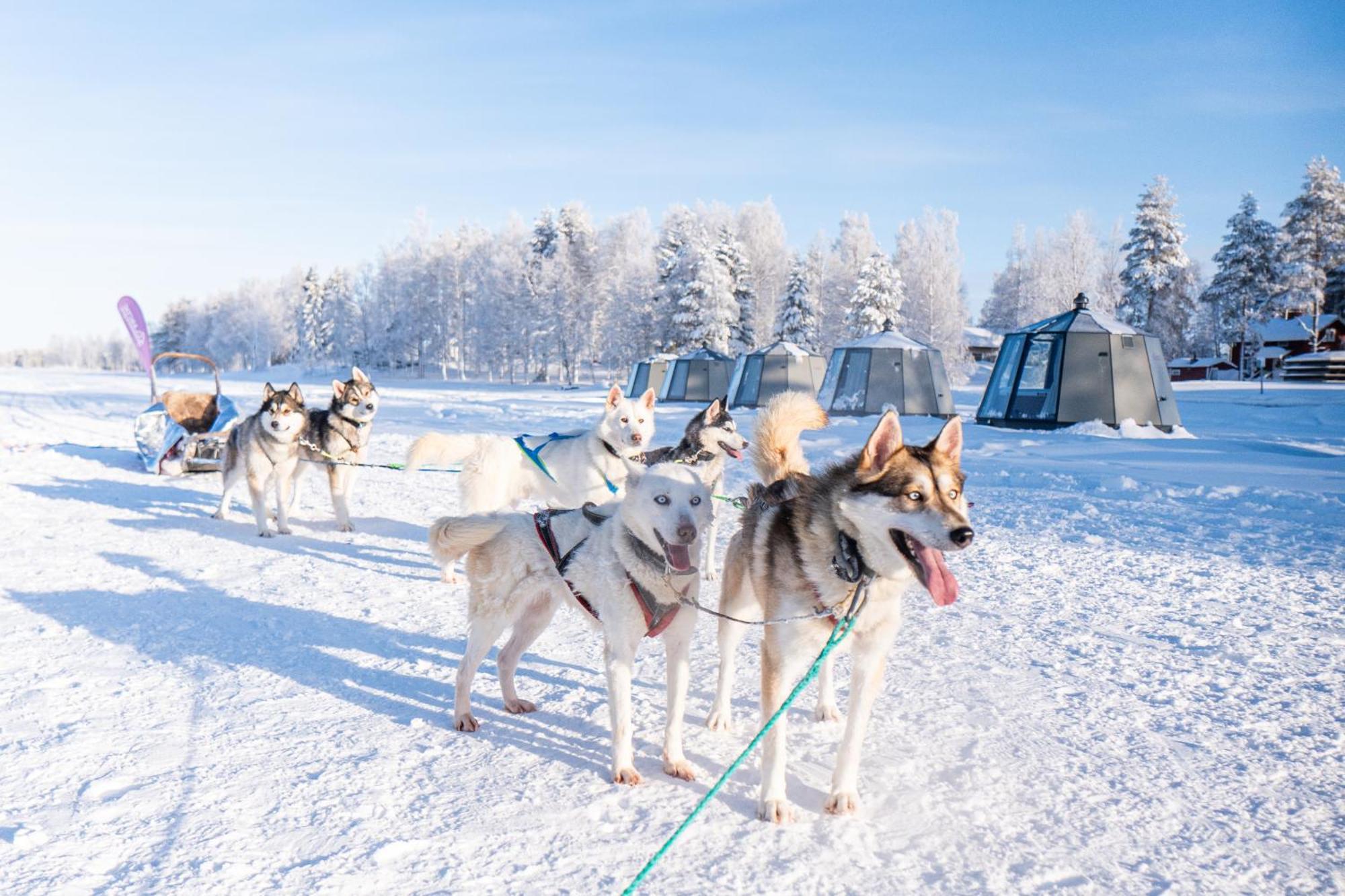 Arctic Guesthouse & Igloos Ranua Exterior photo